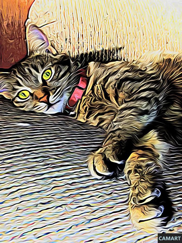 Readers pet photos